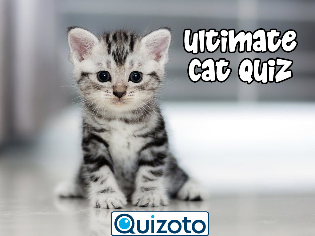 The Ultimate Cat Lovers Quiz